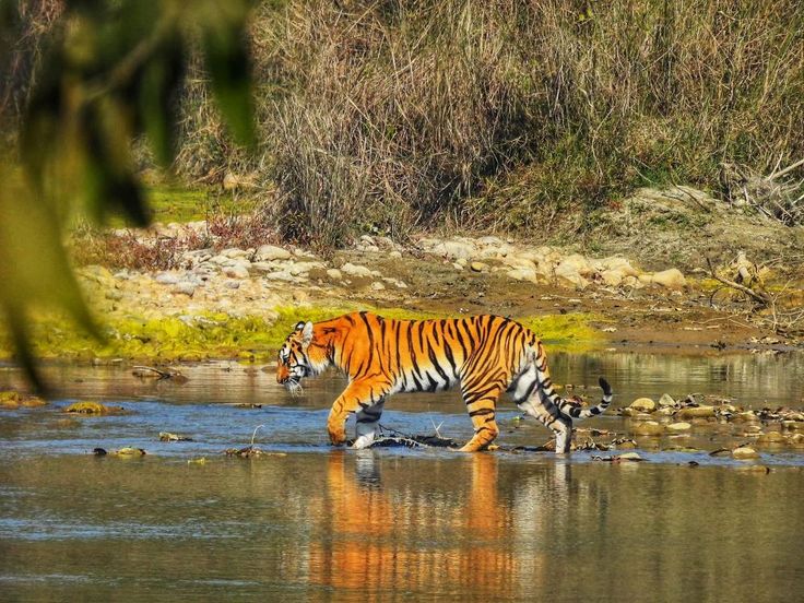 Bardia National Park Safari