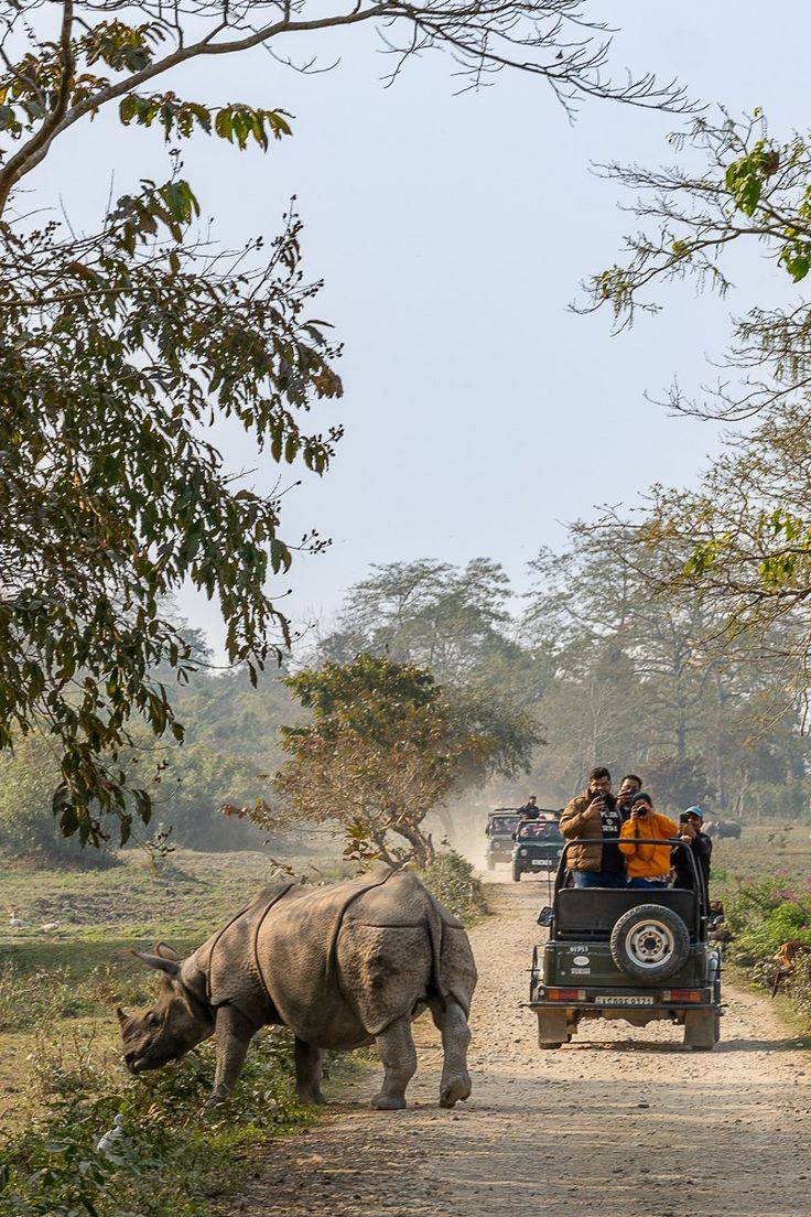 Chitwan Jungle Safari